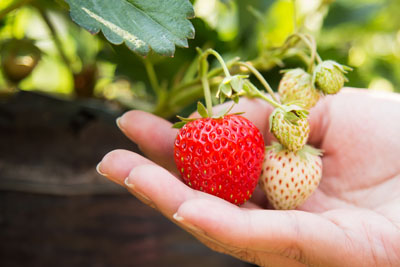 main récoltant une fraise mûre